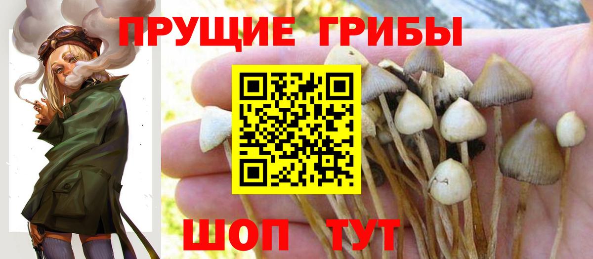 Псилоцибиновые грибы MAGIC MUSHROOMS  Галлюциногенные грибы прущие грибы  Свободный  Вход с VPN 
